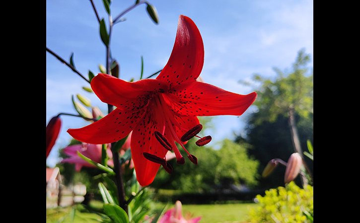 Be Sweden är en professionell säljare av alla typer av högkvalitativa blomlökar. Dessa importeras direkt av oss från utlandet.